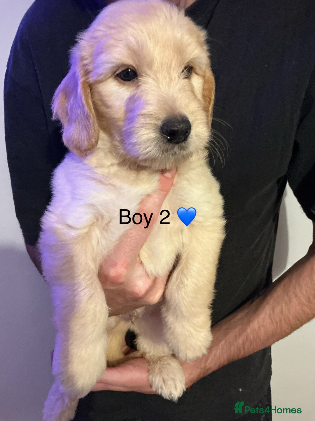 Mixed Breed dogs for sale: Beautiful chunky golden retriever x cockapoos  - Image 2