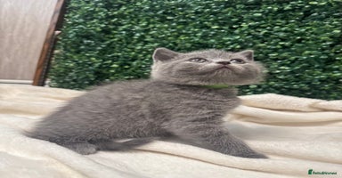 British Shorthair cats - Advert 16