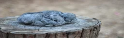 Netherland Dwarf rabbits for sale: Exceptional Netherland Dwarf Babies Available  - Advert 5