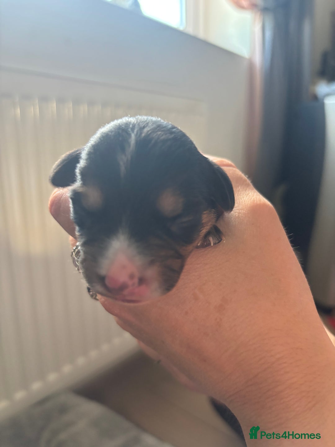Mixed Breed dogs for sale: Jug and miniature dachshund mix pups - Image 17