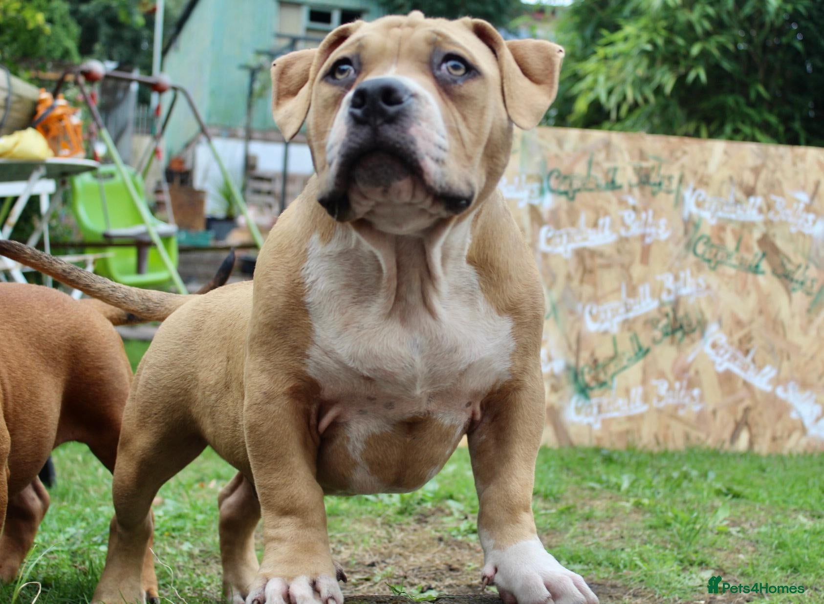 American Bully dogs Real American Pocket Bully’s  - Advert 16