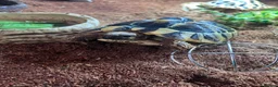 Tortoise reptiles for sale: 1 Herman tortoise for sale in Farnham - Advert 4