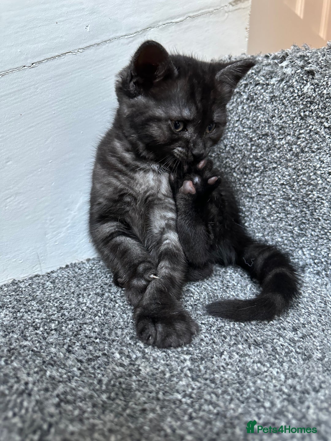 Mixed Breed cats for sale: ✨Meet Our Beautiful Bengal Mix Girls!✨ - Advert 10