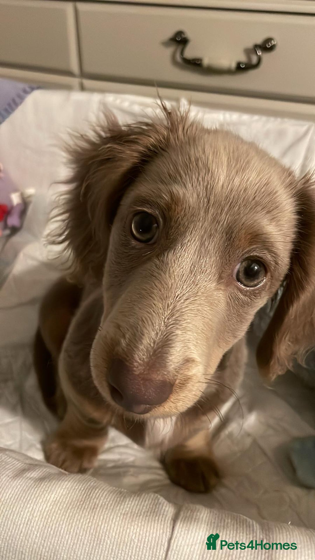 Miniature Dachshund dogs for sale: 17 months KC reg Isabella Lilac male LC dachshund  - Advert 5