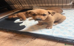 Mixed Breed dogs for sale: Rottweiler cross saluki puppies  - Image 14