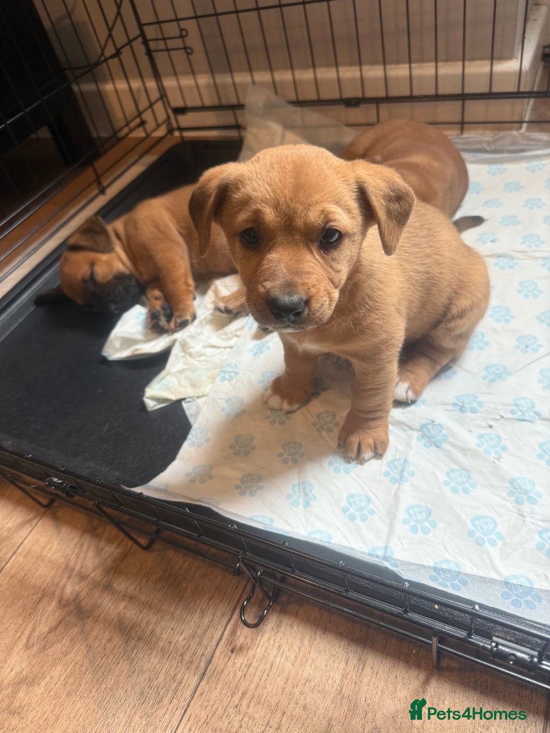 Mixed Breed dogs for sale: Rottweiler cross saluki puppies  - Image 14