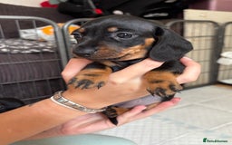 Miniature Dachshund dogs for sale: *REDUCED* 2 stunning female pups left - Image 23