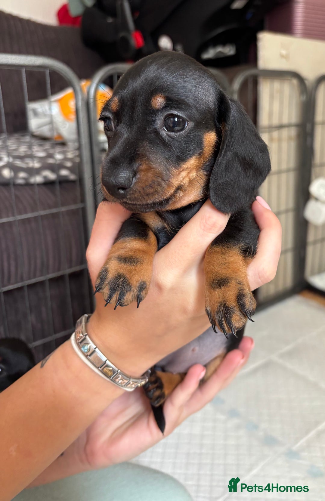 Miniature Dachshund dogs for sale: *REDUCED* 2 stunning female pups left - Image 23