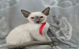 Siamese cats for sale: Four gorgeous girls - Image 6