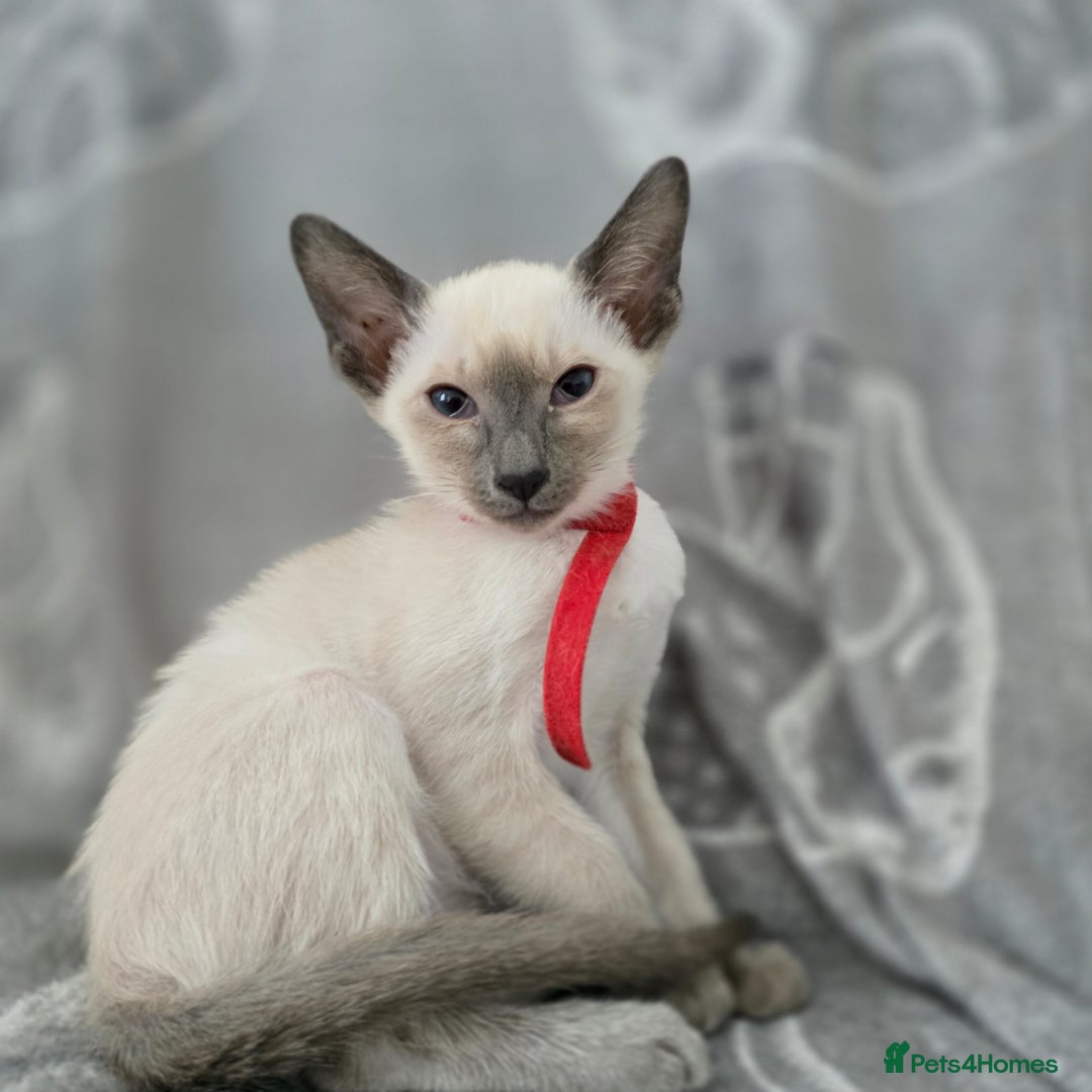 Siamese cats for sale: Four gorgeous girls - Image 6