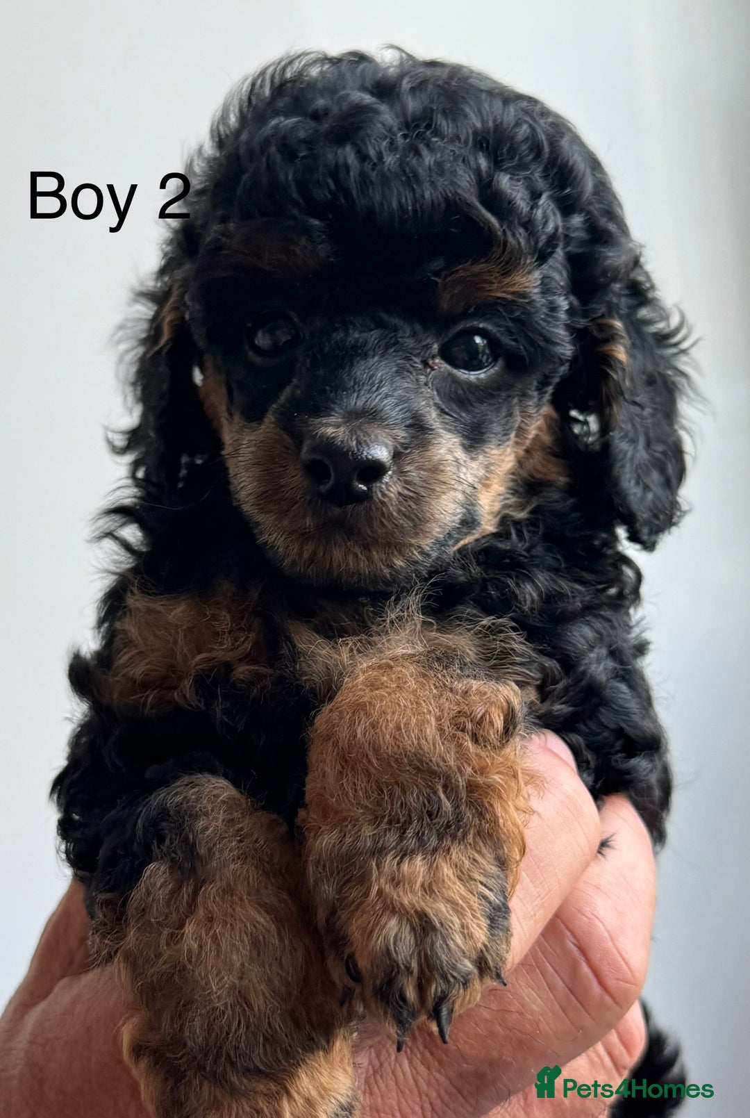 Toy Poodle dogs for sale: Stunning KC reg Champion lines  Toy poodles  🐩  - Image 4