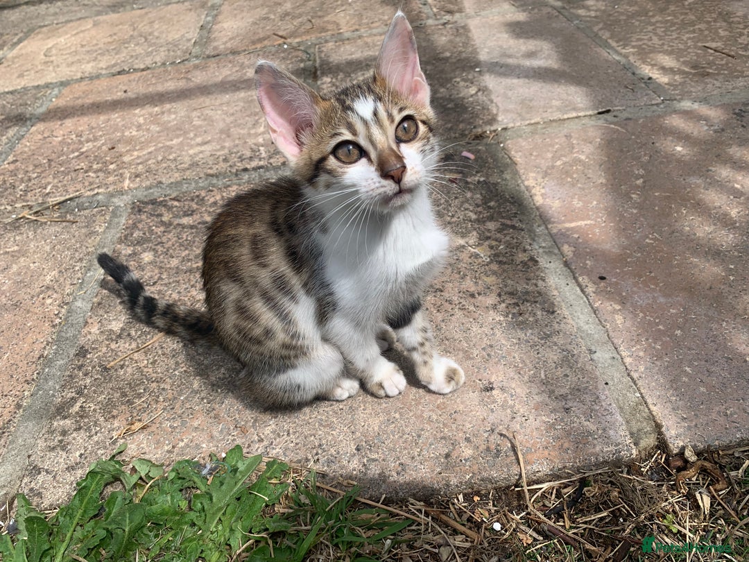 Bengal cats for sale: MIXED BENGAL KITTENS - Image 9