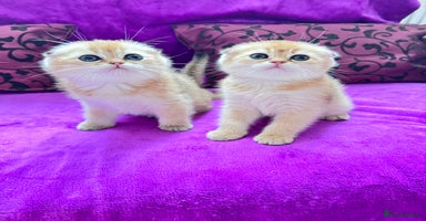 Scottish Fold cats - Advert 8
