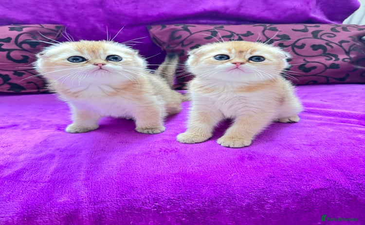 Scottish Fold cats - Advert 7
