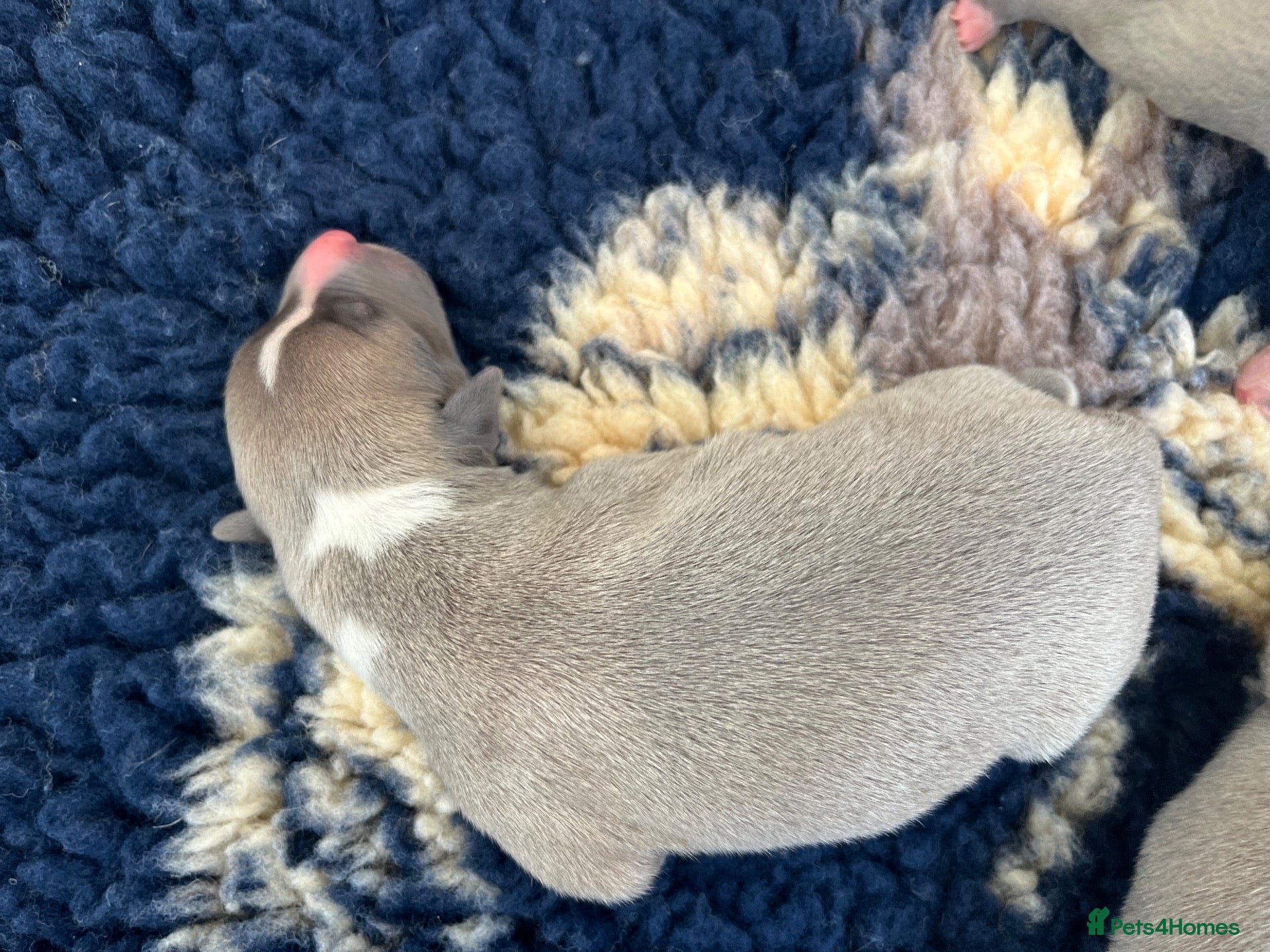 Whippet dogs KC Registered Whippet Puppies   - Advert 3