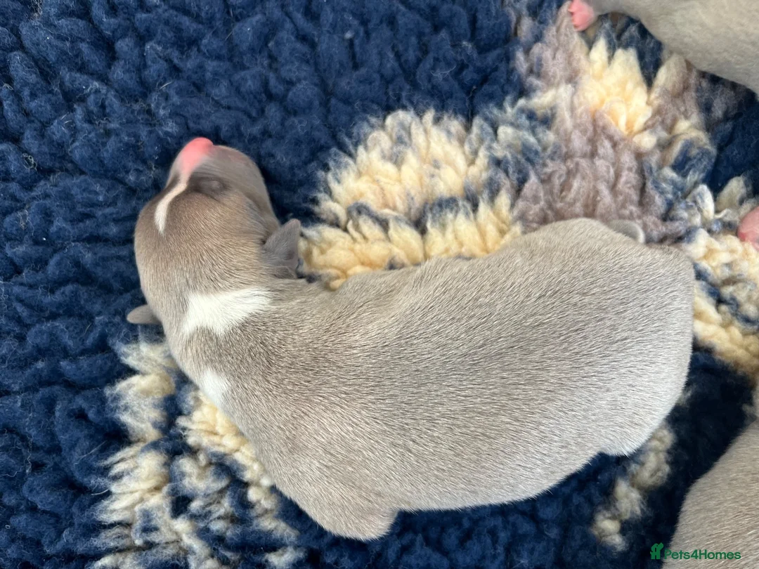 Whippet dogs for sale: KC Registered Whippet Puppies   - Advert 1