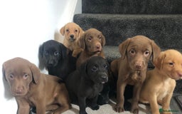 Labrador Retriever dogs for sale: Labrador puppys - Image 3