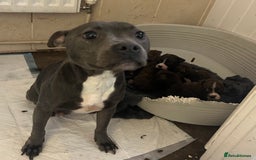 Staffordshire Bull Terrier dogs for sale: Stunning KC Staffordshire bull terrier puppies - Image 10