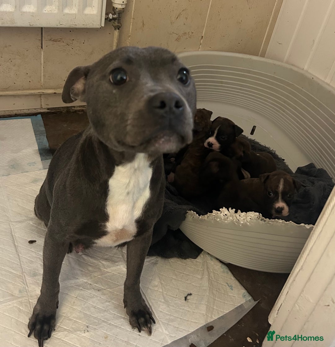 Staffordshire Bull Terrier dogs for sale: Stunning KC Staffordshire bull terrier puppies - Image 10