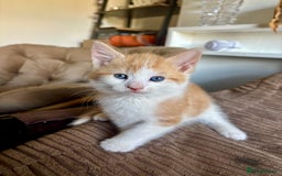 Mixed Breed cats for sale: 5 🩷beautiful kittens looking for a lovely home🩷 - Image 6