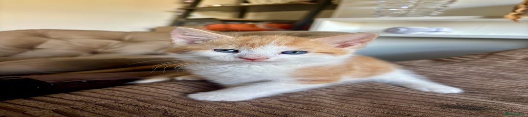 Mixed Breed Kitten 2