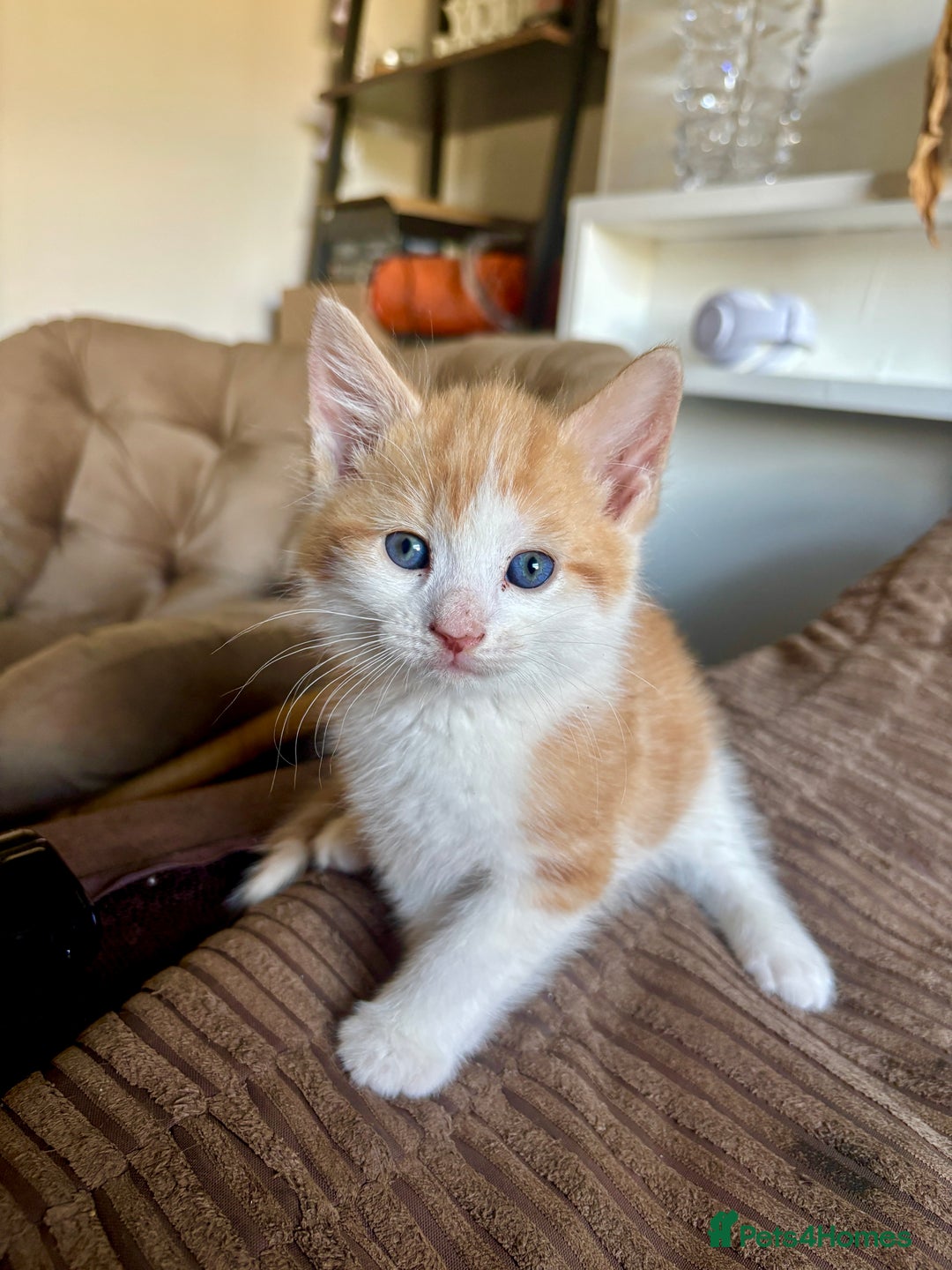 Mixed Breed cats for sale: 5 🩷beautiful kittens looking for a lovely home🩷 - Image 6