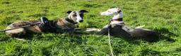Whippet dogs for stud: Barney - Advert 7