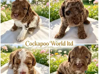 Cockapoo dogs DNA CLEAR, Adorable cockapoo puppies - Advert 16