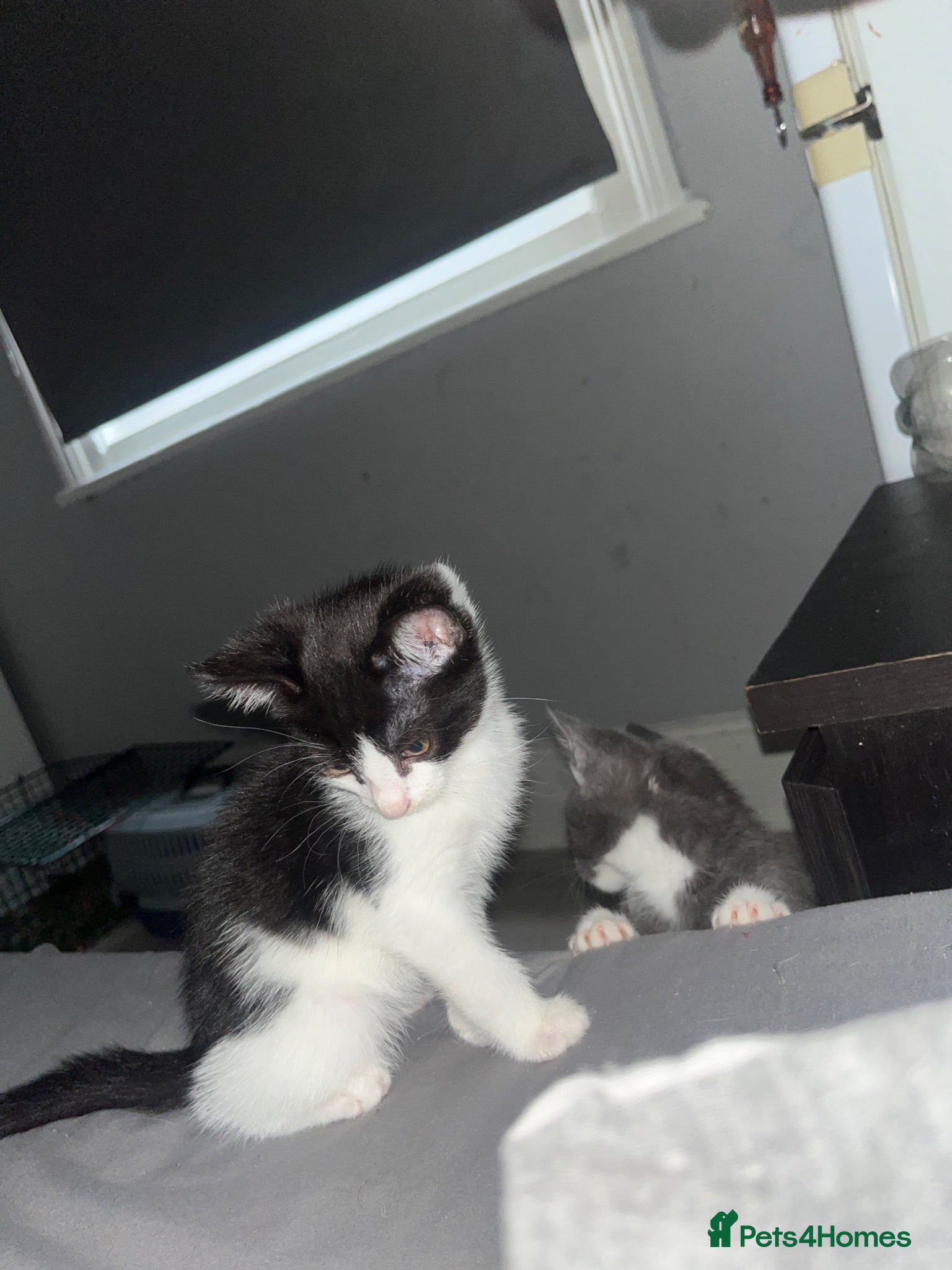 Russian Blue cats Gorgeous kittens for sale - Advert 14