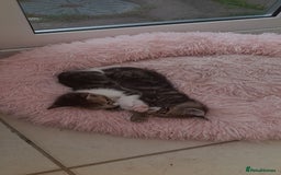 Mixed Breed cats for sale: Kitten looking for good House - Image 6