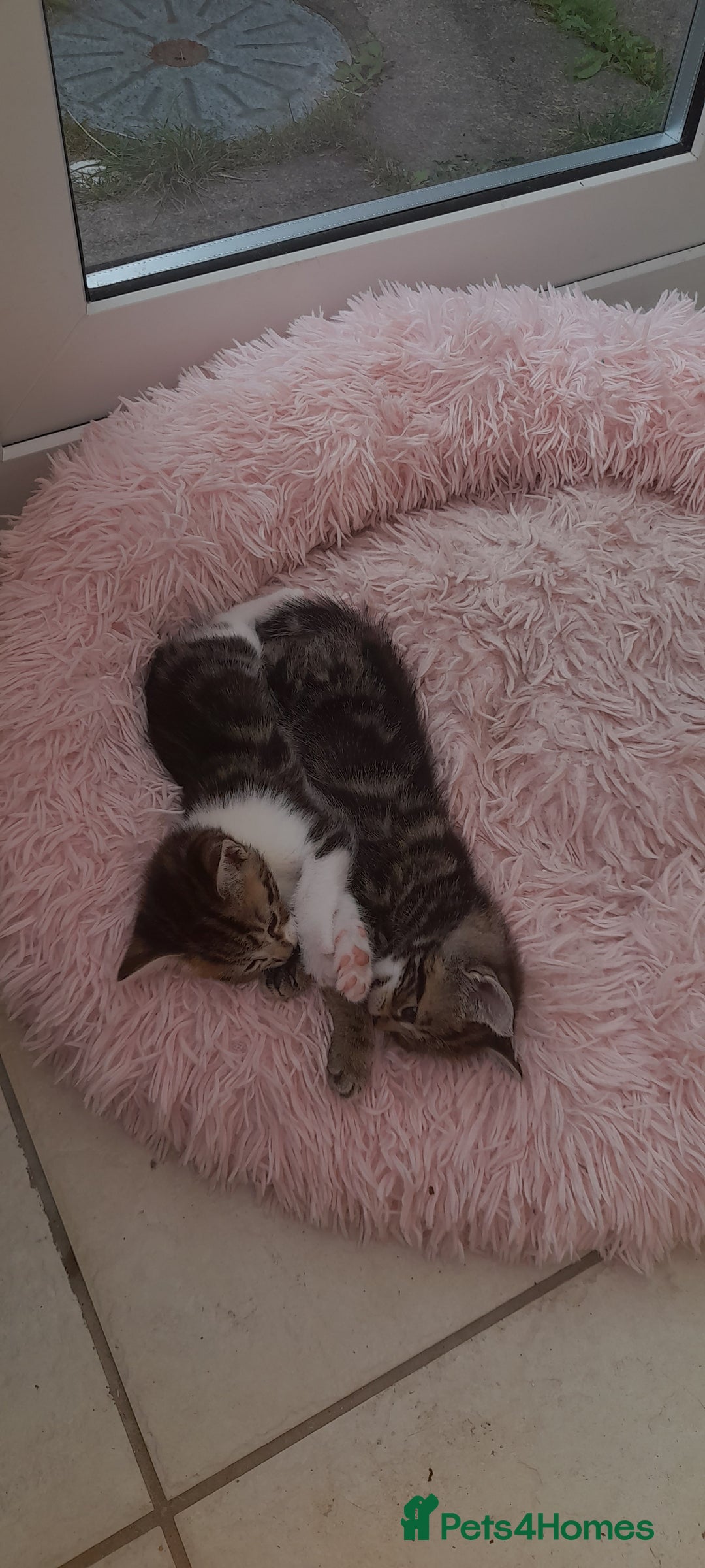 Mixed Breed cats for sale: Kitten looking for good House - Image 6