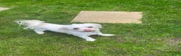 Maltese dogs for sale: 5 year old Maltese available for rehoming  in Doncaster - Advert 3