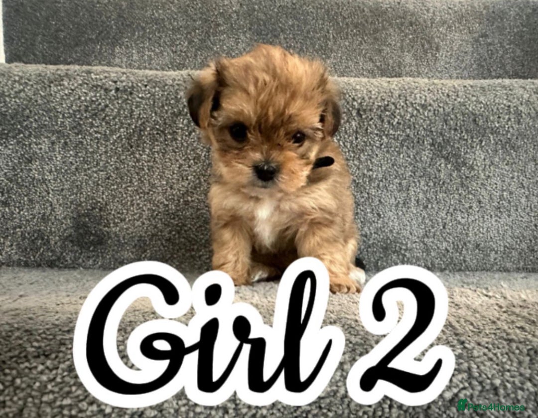 Mixed Breed dogs for sale: 🐾 Adorable Puppies Ready for Forever Homes 🐾 - Advert 11