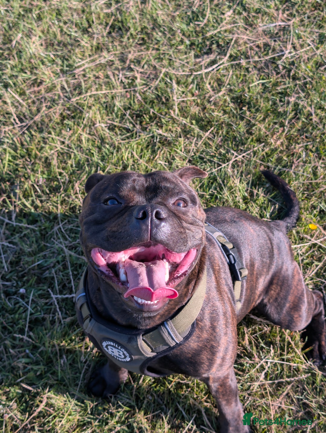 Staffordshire Bull Terrier dogs for stud: Michael Ledwon  in Hull - Image 8