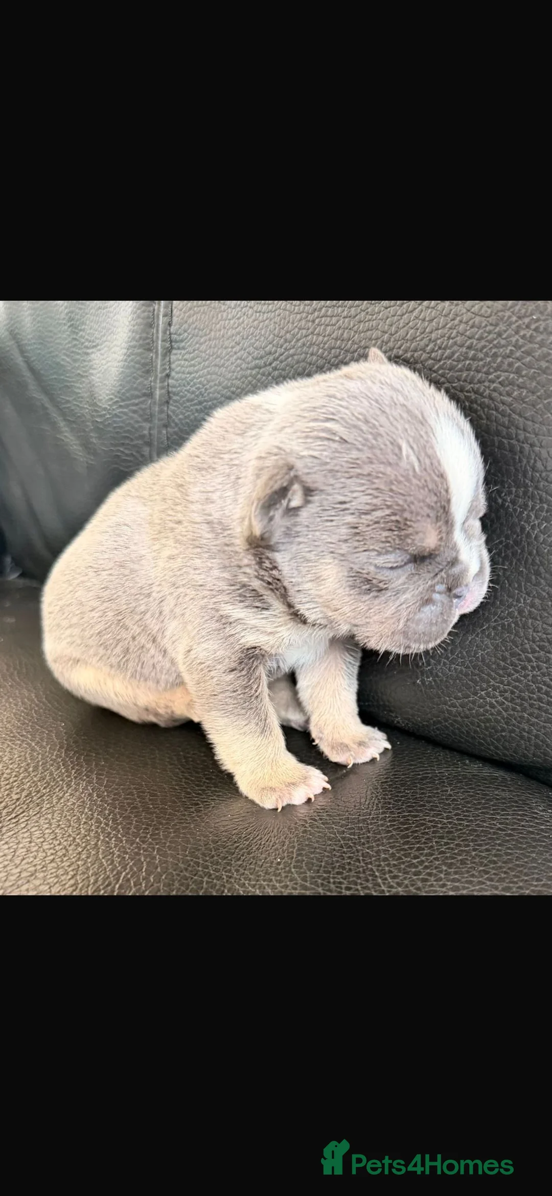 Mixed Breed dogs for sale: French X English bulldog puppies - Advert 2