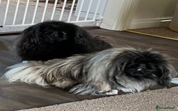 Pekingese dogs for sale: Gorgeous adult male and female  - Image 1