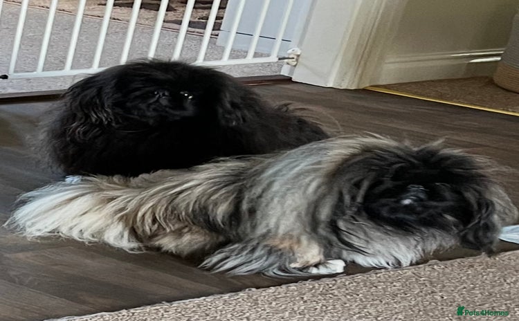 Pekingese dogs - Advert 1