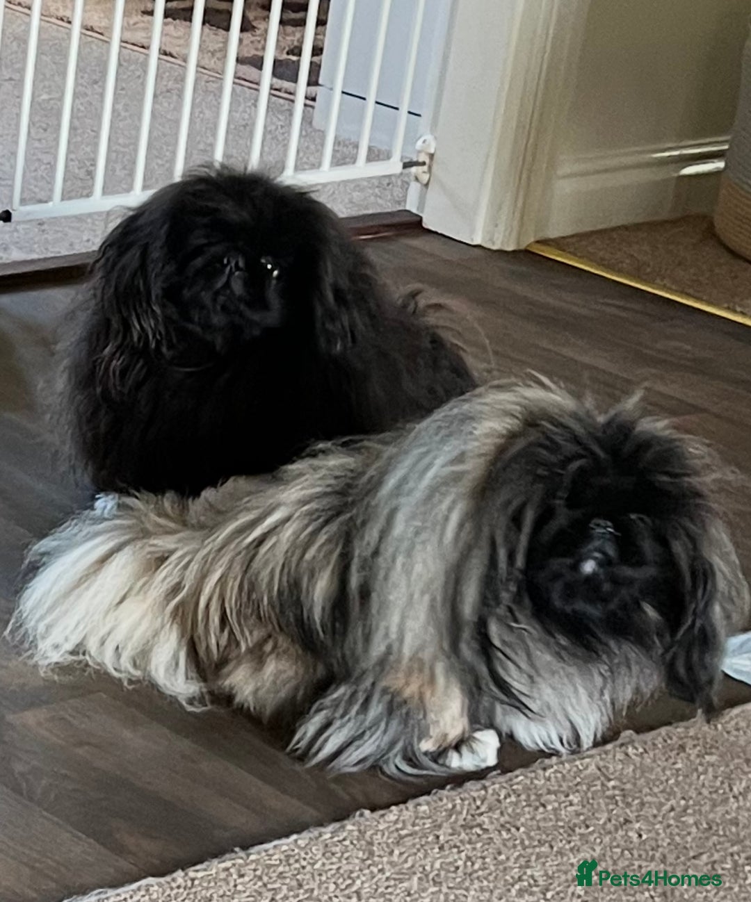 Pekingese dogs for sale: Gorgeous adult male and female  - Image 1