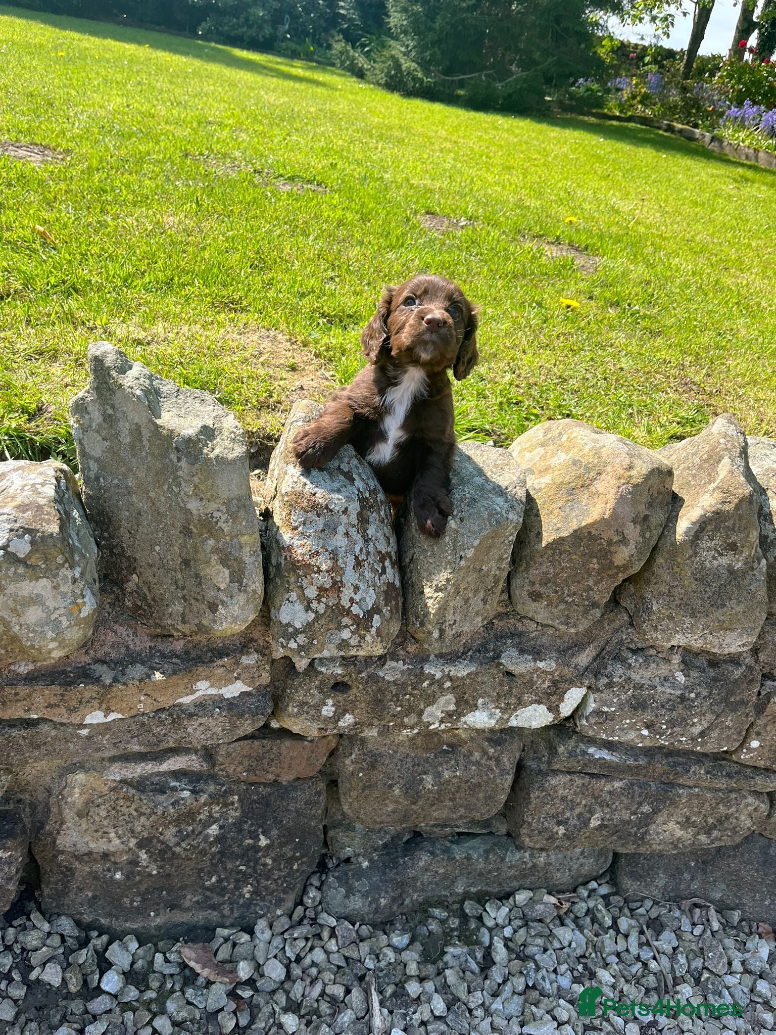 Cocker Spaniel dogs Cocker spaniel puppies  - Advert 1
