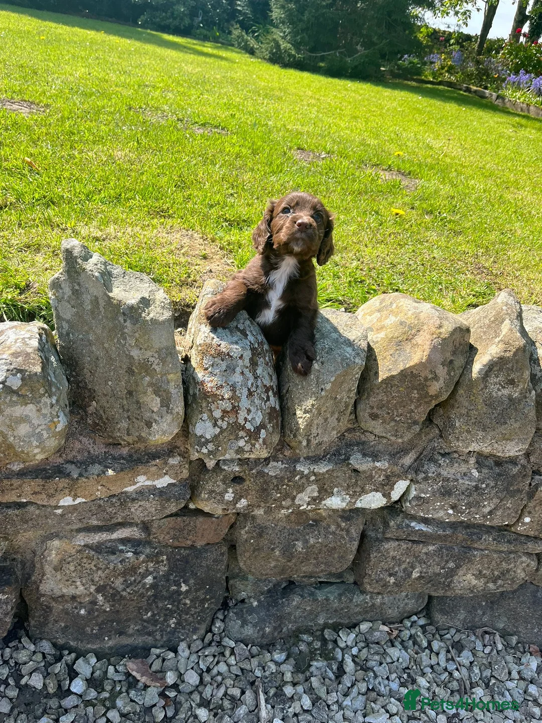 Cocker Spaniel dogs for sale: Cocker spaniel puppies  - Advert 1