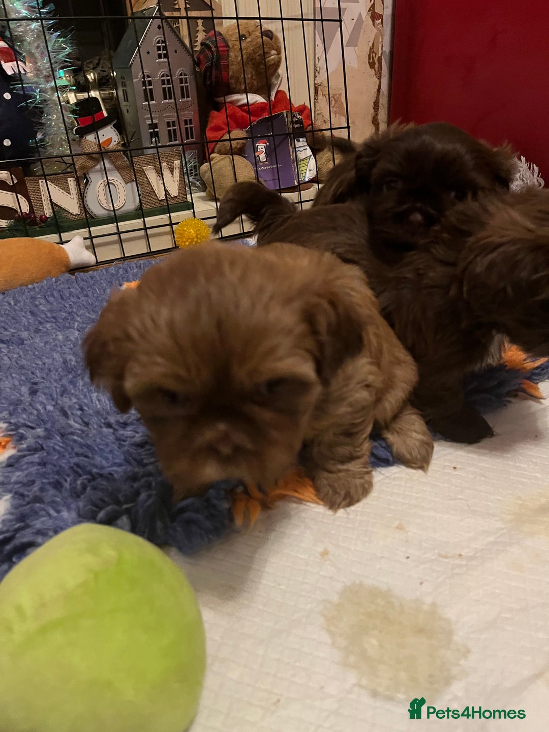 Shih Tzu dogs for sale: Adorable Shih Tzu puppies - Advert 6