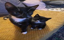Mixed Breed cats for sale: Beautiful kittens - Image 5