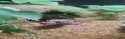 Leopard Gecko reptiles for sale: Baby leopard geckos  - Advert 3