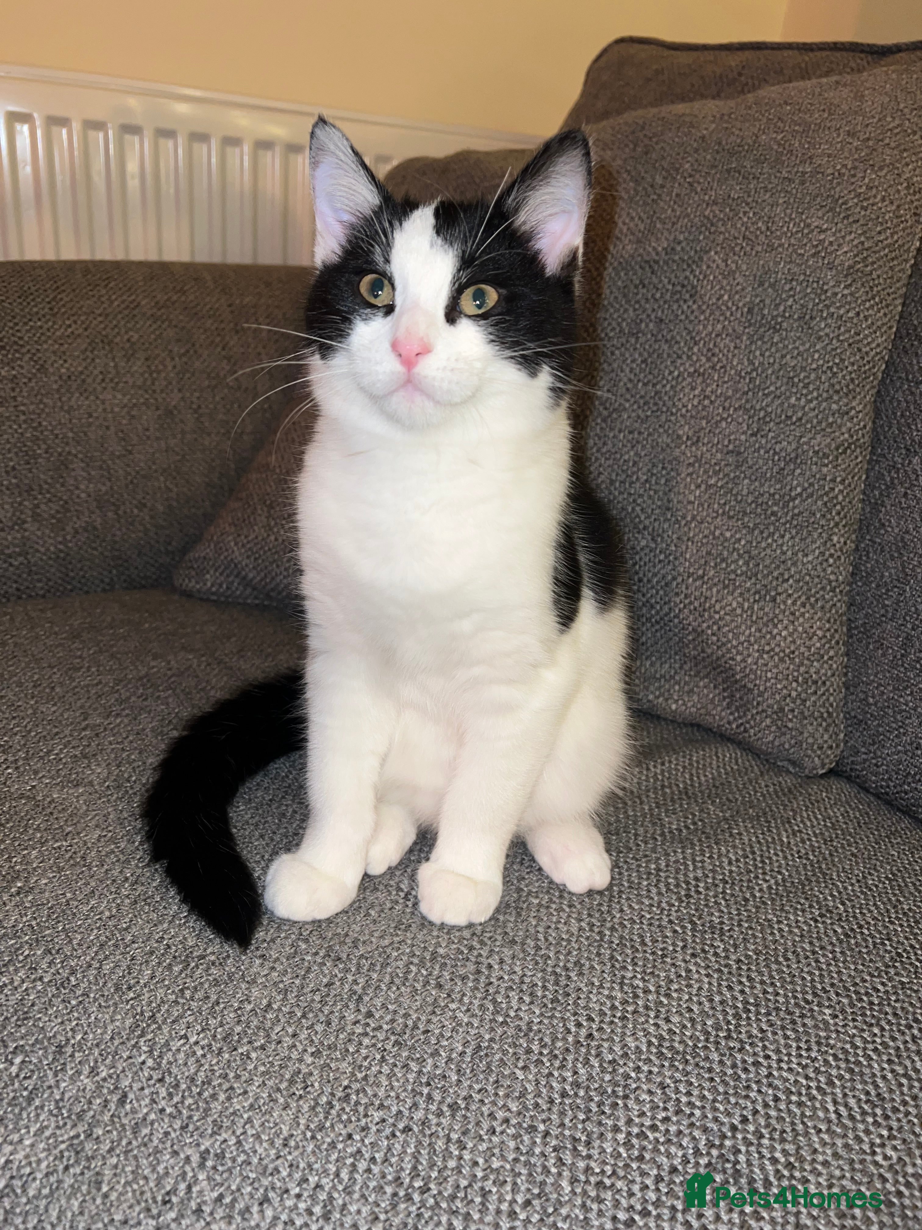 Mixed Breed cats 🐾 1/4 Bengal Black and white male kitten 🐾  - Advert 12
