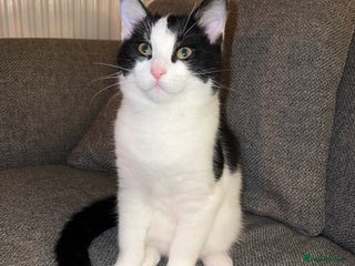 Mixed Breed cats 🐾 1/4 Bengal Black and white male kitten 🐾 - Advert 9