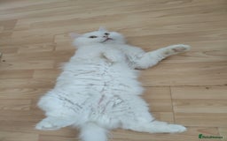 British Shorthair cats for sale: Lovely White Shorthair looking for new loving home - Image 2