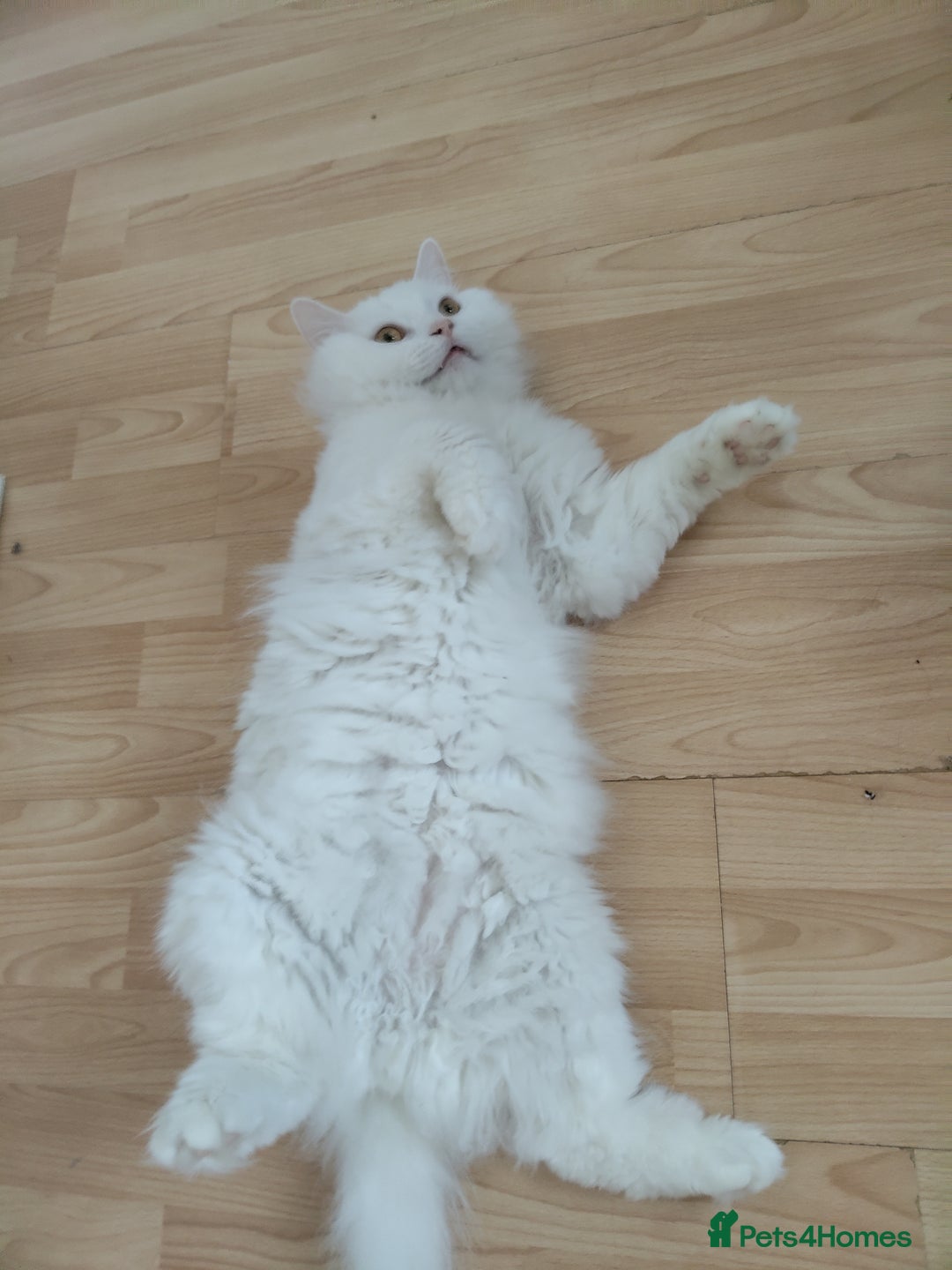British Shorthair cats for sale: Lovely White Shorthair looking for new loving home - Image 2