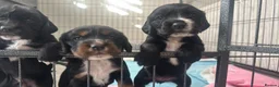 Cocker Spaniel dogs for sale: Beautiful cocker spaniel  - Advert 4