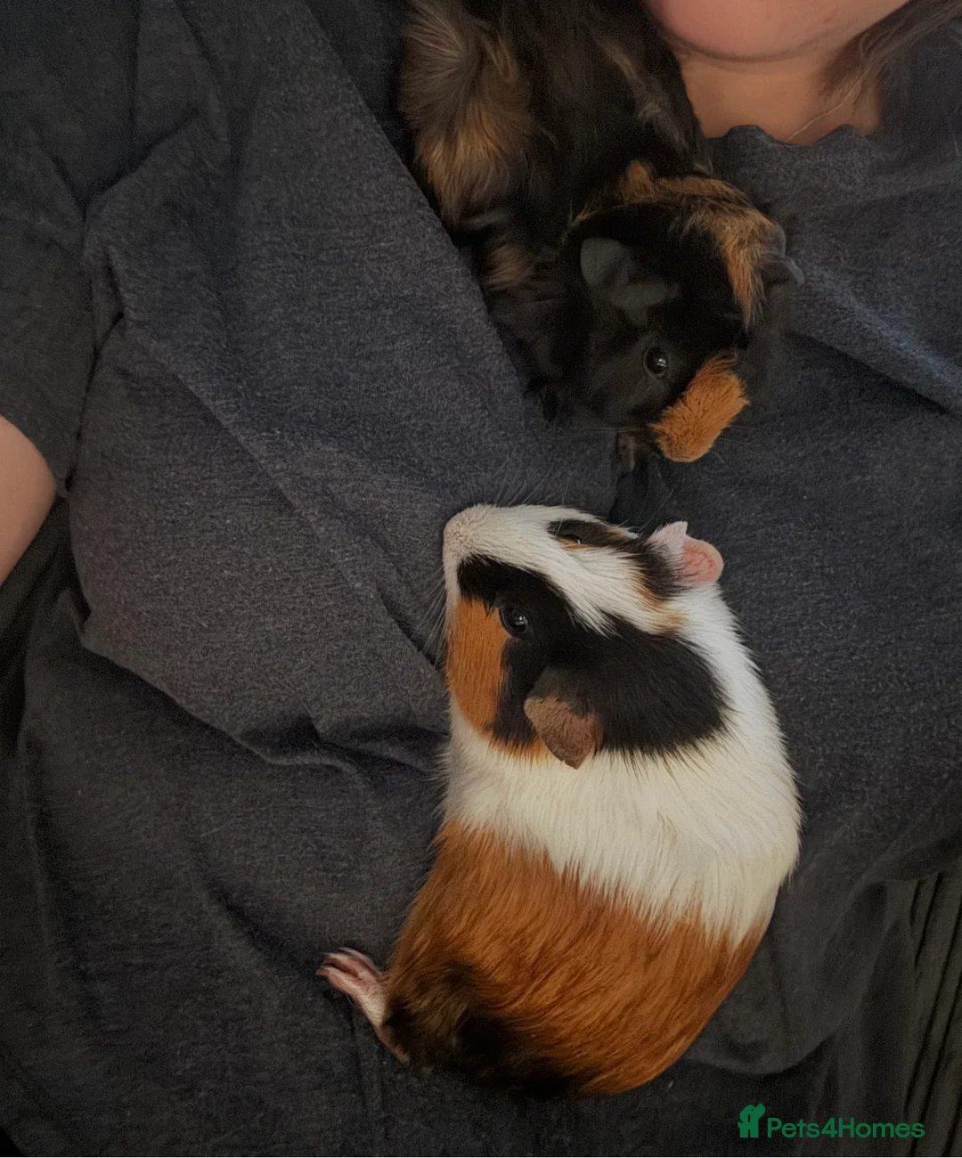 Guinea Pig rodents for sale: 2 x Female Guineapigs    - Advert 3