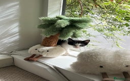 Mixed Breed cats for sale: Cuties looking for loving families - Image 6